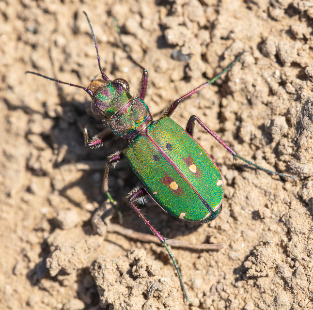 Cicindela campestris - mezei homokfutrinka