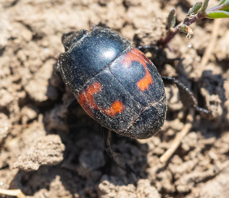 Hister quadrimaculatus - közönséges sutabogár