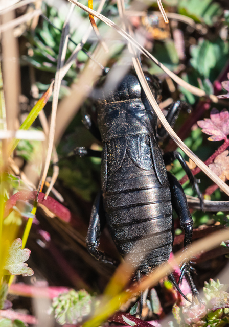Gryllus campestris - mezei tücsök