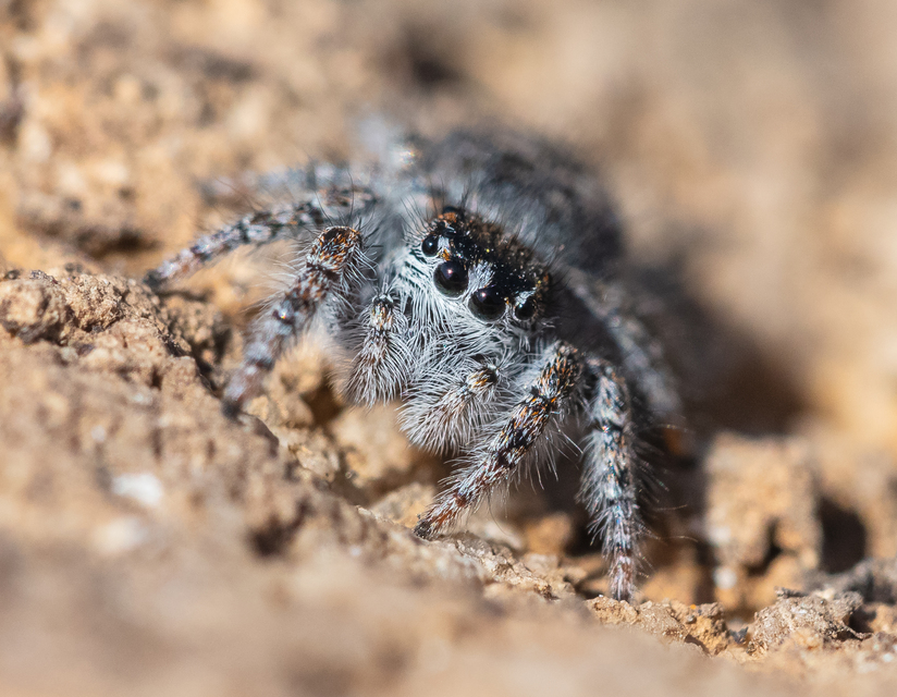 Philaeus chrysops - piros ugrópók