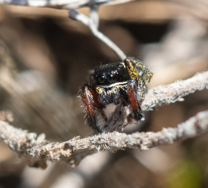 Pellenes nigrociliatus - csigás ugrópók