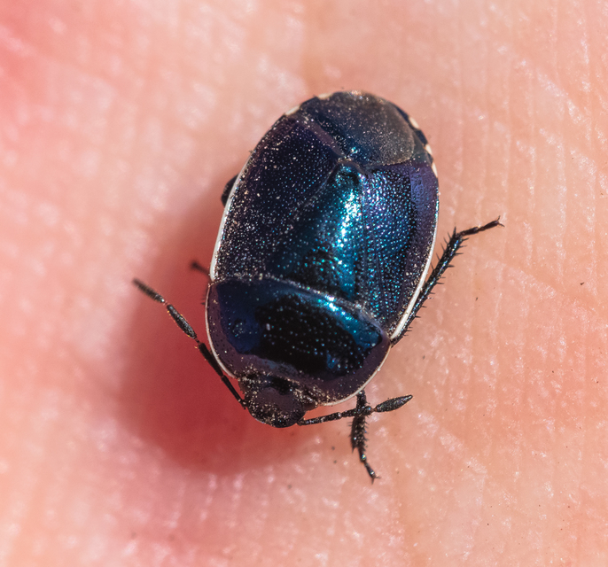 Canthophorus