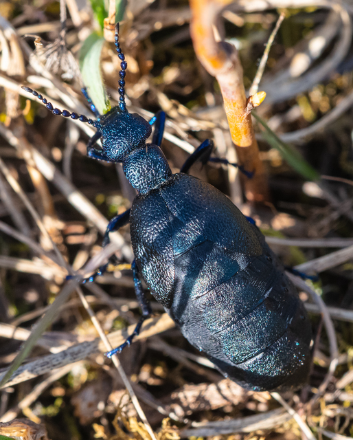 Meloe proscarabaeus - közönséges nünüke