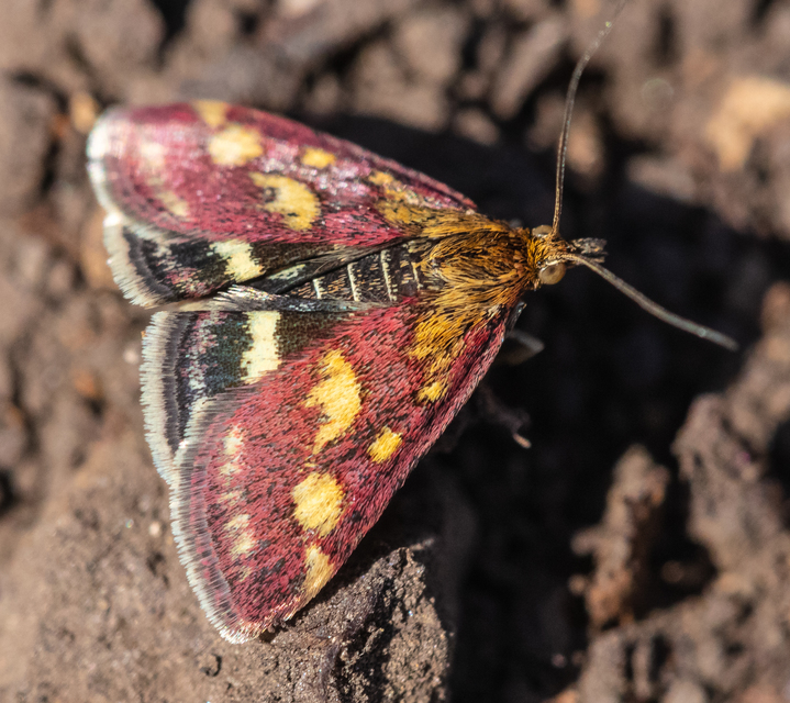 Pyrausta purpuralis - közönséges bíbormoly