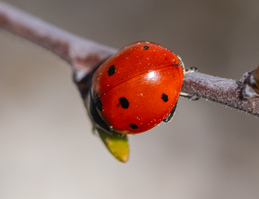 Coccinella septempunctata - hétpettyes katica