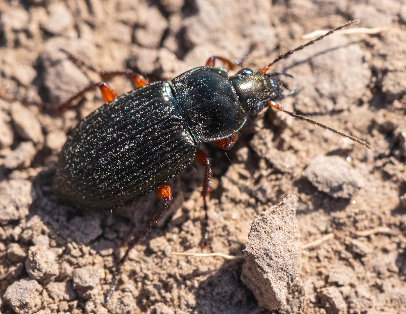 Poecilus cupreus - rezes gyászfutó