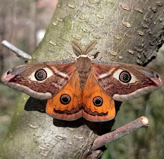 Saturnia pavoniella/pavonia