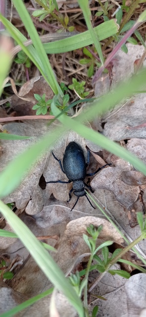 Meloe cicatricosus - óriásnünüke