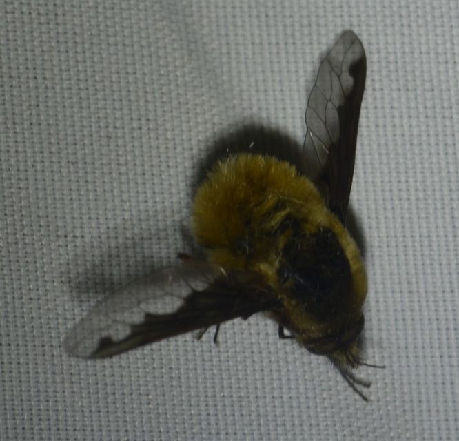 Bombylius major - szegélyes pöszörlégy