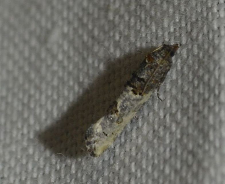Phaneta pauperana - gyepűrózsa-tükrösmoly
