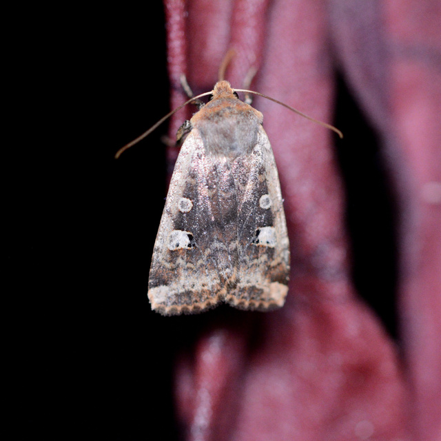 Conistra erythrocephala - vörösfejű őszibagoly