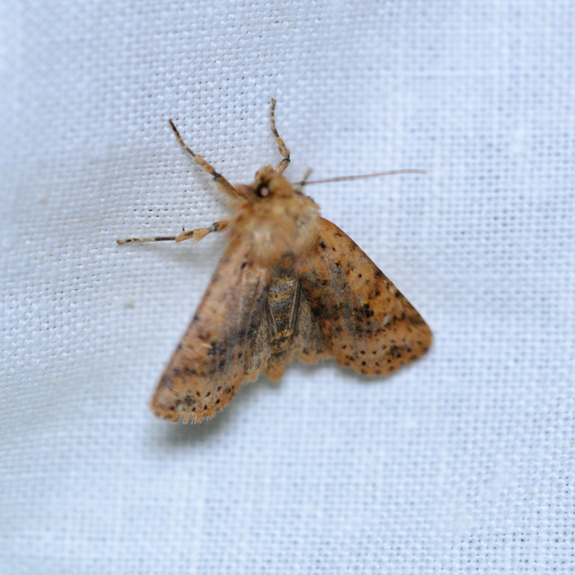Conistra rubiginea - vörös őszibagoly