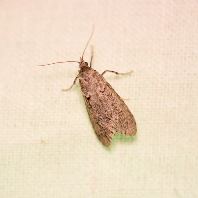Diurnea fagella - szürke tavaszimoly