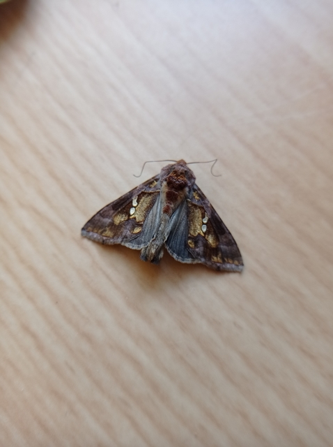 Chrysodeixis chalcites - déli aranybagoly