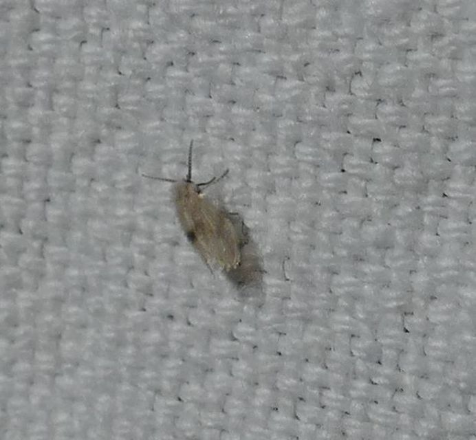 Psychoda surcoufi