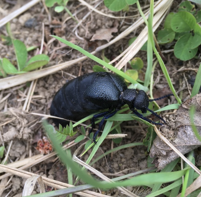 Meloe cicatricosus - óriásnünüke