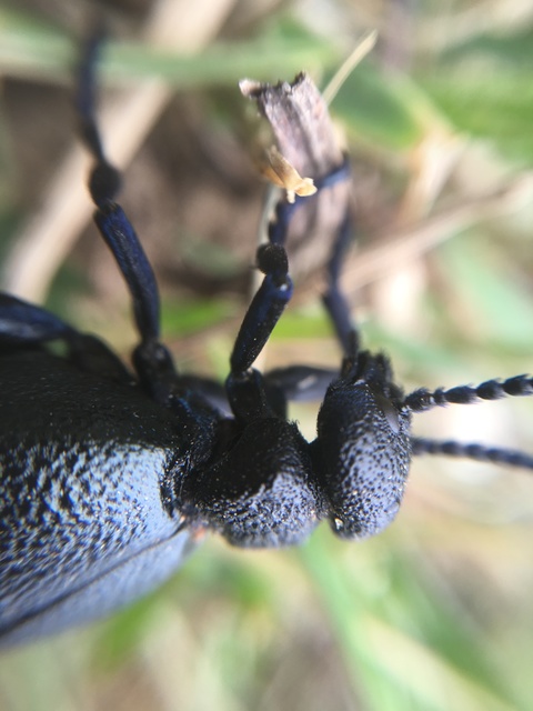Meloe cicatricosus - óriásnünüke