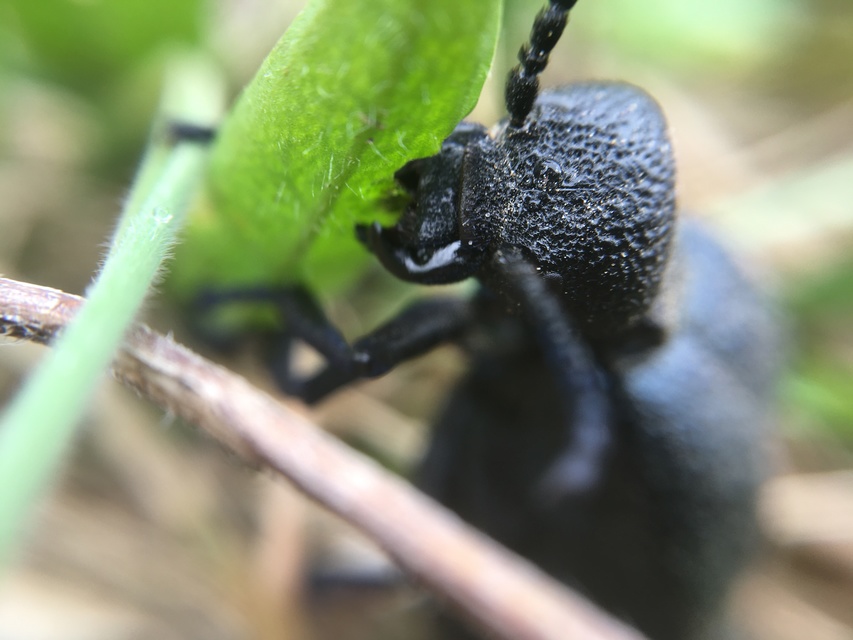 Meloe cicatricosus - óriásnünüke
