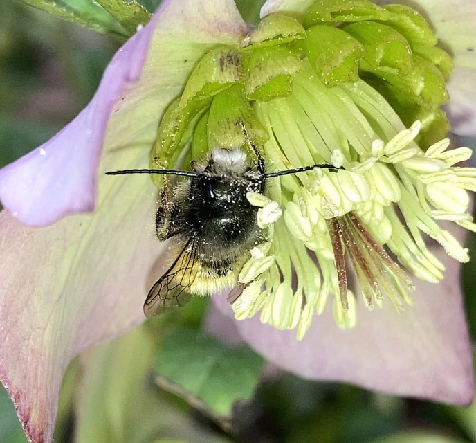 Hymenoptera - Hártyásszárnyúak
