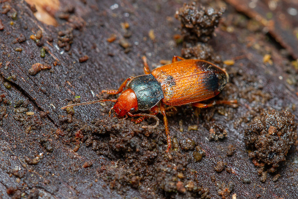 Diachromus germanus - német tarkafutó