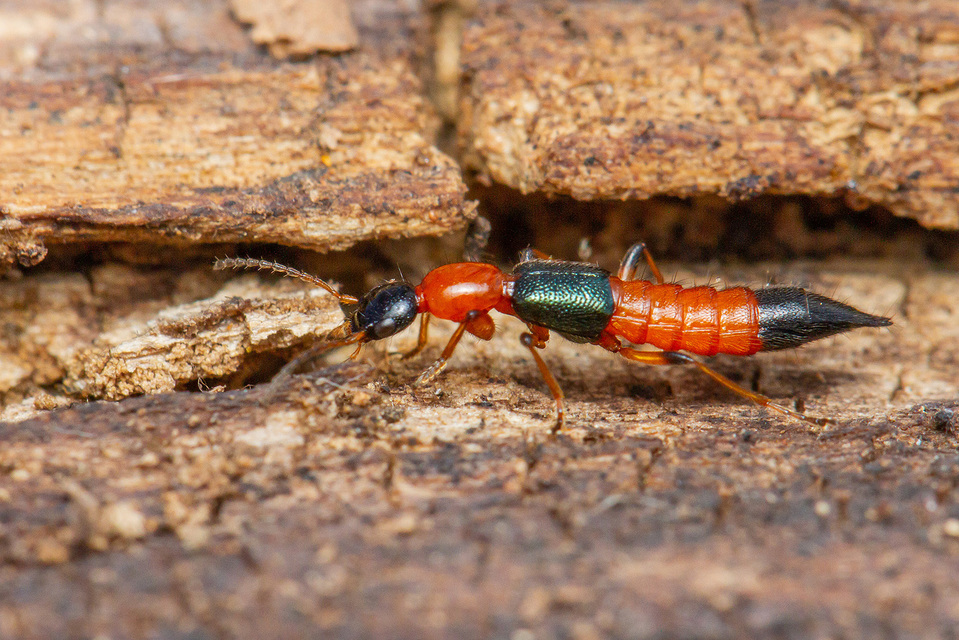 Paederus Paederus
