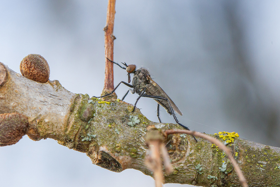 Empididae - táncoslegyek