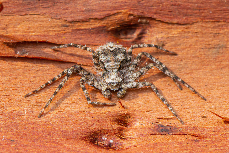 Philodromus poecilus - cifra karolópók