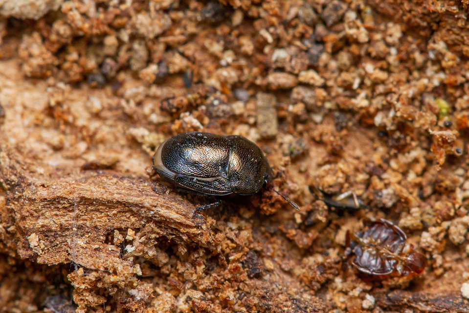 Thyreocoris