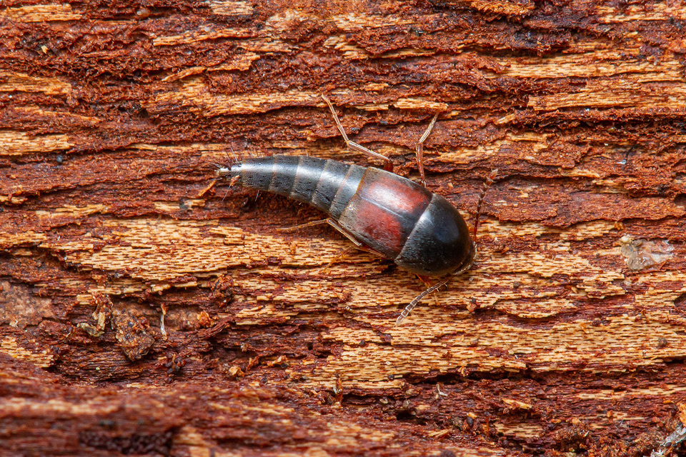 Sepedophilus marshami - közönséges pihésholyva Sepedophilus marshami - közönséges pihésholyva