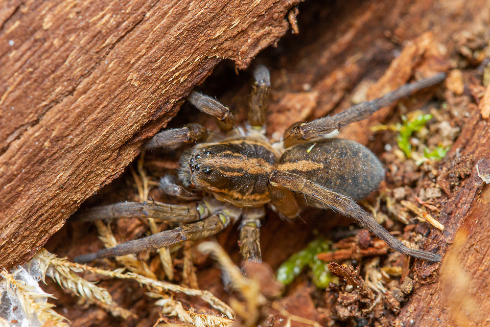Trochosa