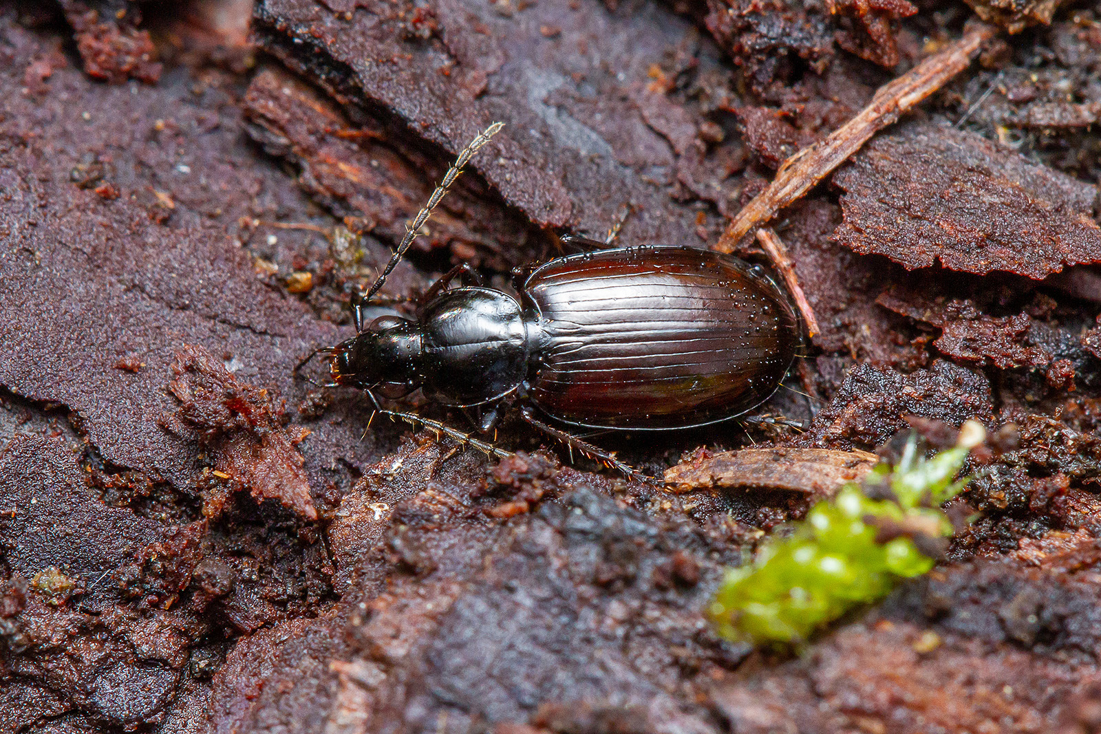 Agonum piceum - szurkos kisfutó