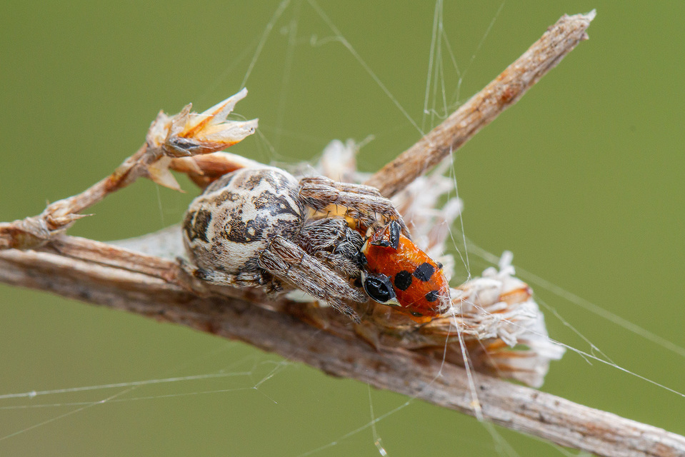 Larinioides cornutus - nádi keresztespók