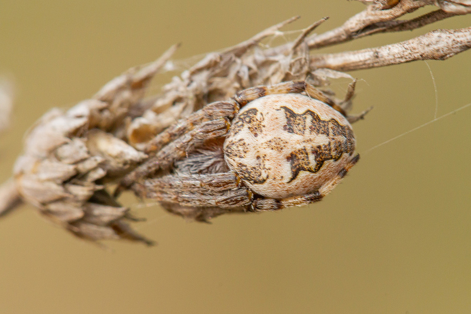 Larinioides cornutus - nádi keresztespók