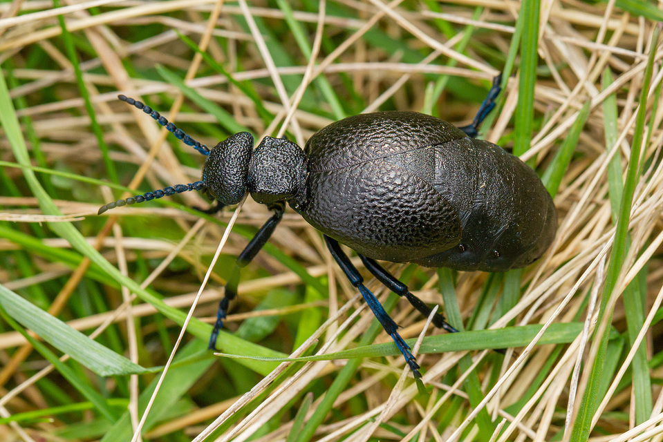 Meloe cicatricosus - óriásnünüke