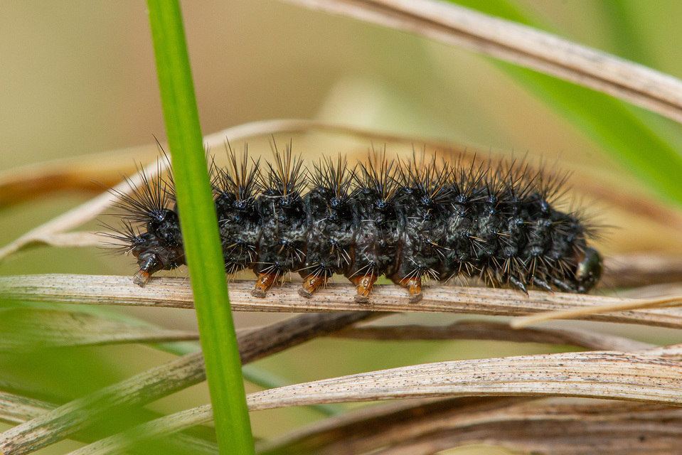 Spiris striata - csíkos molyszövő