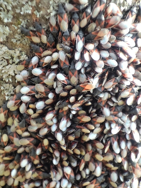 Oxycarenus lavaterae - hársbodobács