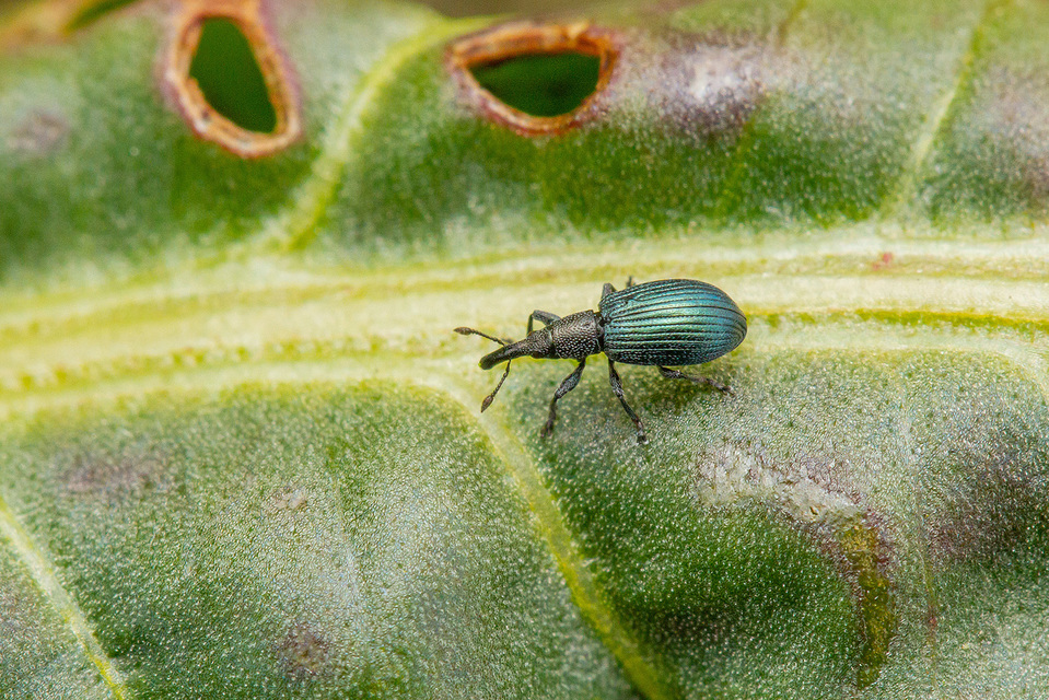 Perapion violaceum - sóska-cickányormányos Perapion violaceum - sóska-cickányormányos