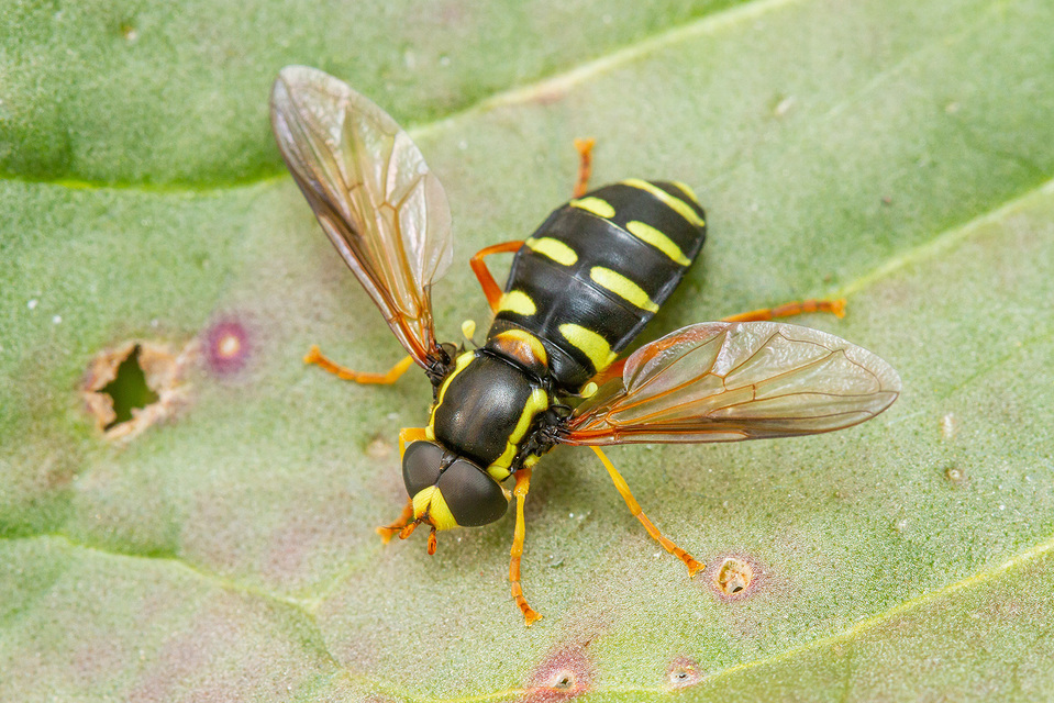 Xanthogramma citrofasciatum - korai oldalsávoslégy
