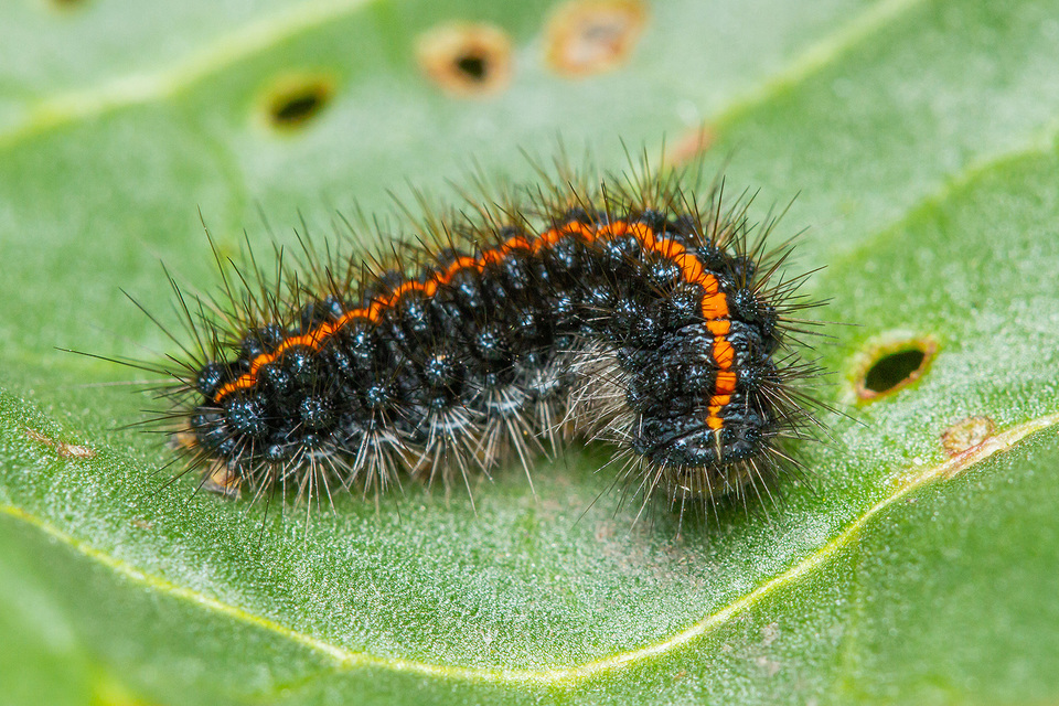 Spiris striata - csíkos molyszövő