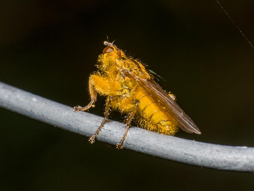 Scathophaga stercoraria - közönséges trágyalégy