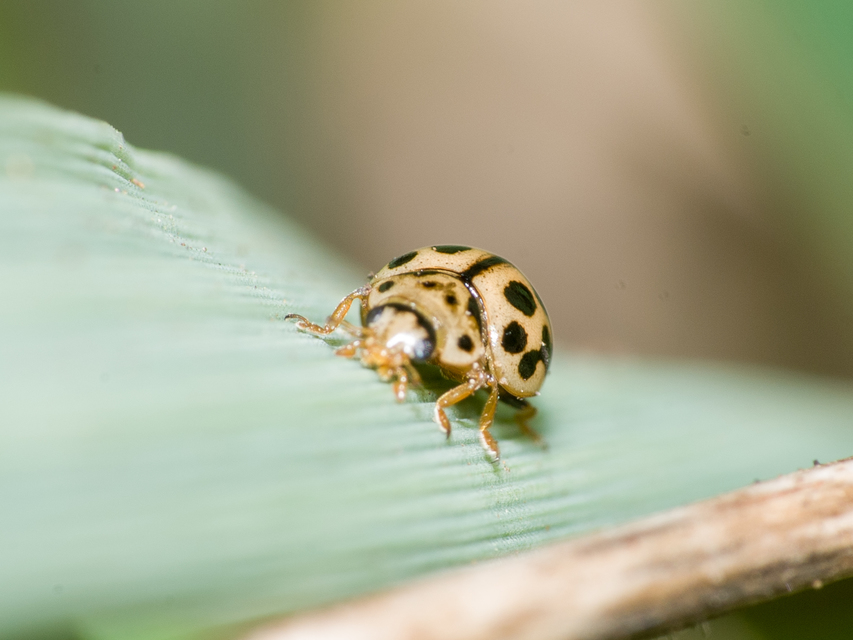 Tytthaspis sedecimpunctata - tizenhatpettyes katica
