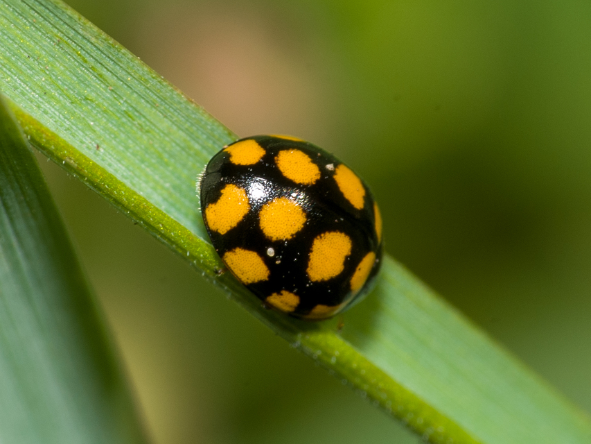 Coccinula quatuordecimpustulata - feketesárga katóka