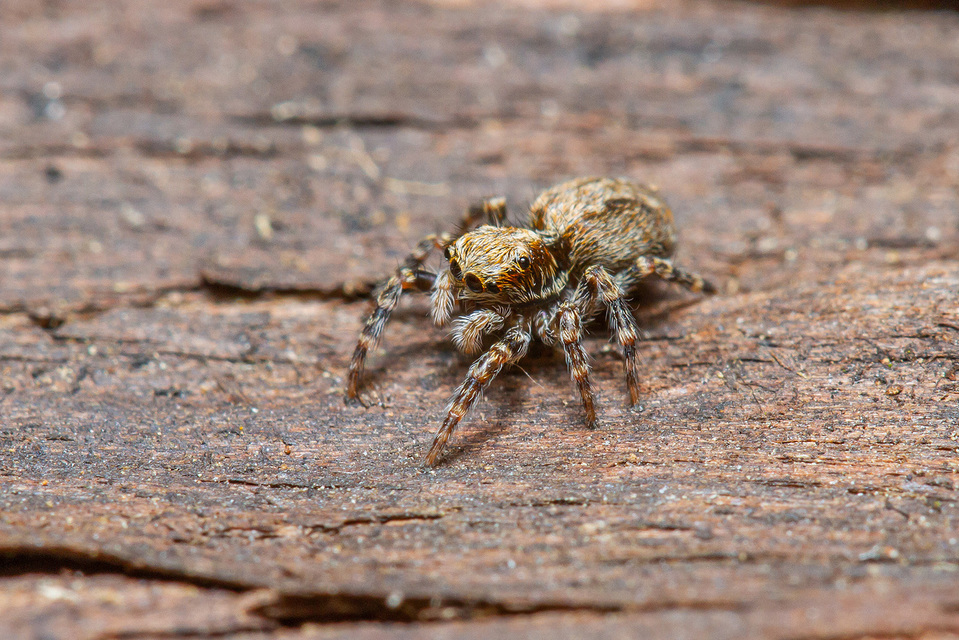 Pseudeuophrys