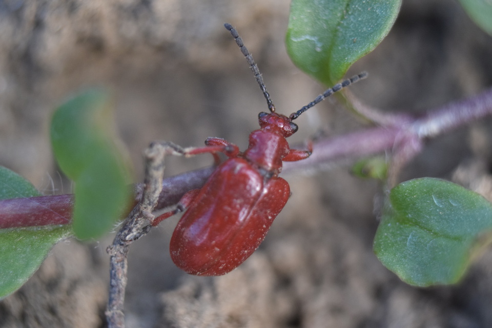 Lilioceris merdigera - hagymabogár Lilioceris merdigera - hagymabogár