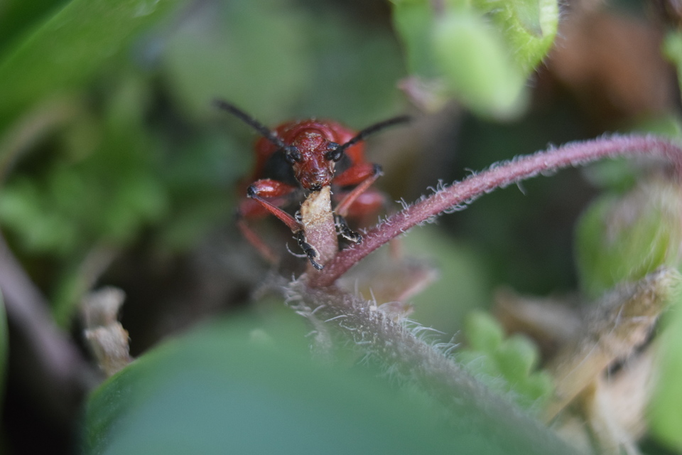 Lilioceris merdigera - hagymabogár Lilioceris merdigera - hagymabogár