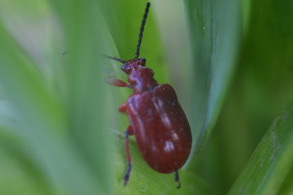 Lilioceris merdigera - hagymabogár Lilioceris merdigera - hagymabogár
