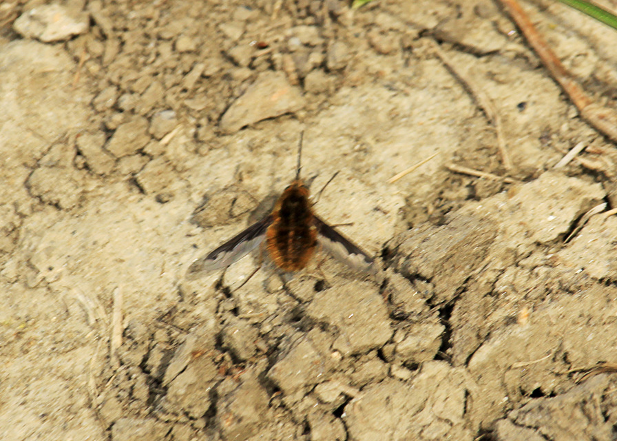 Bombylius major - szegélyes pöszörlégy