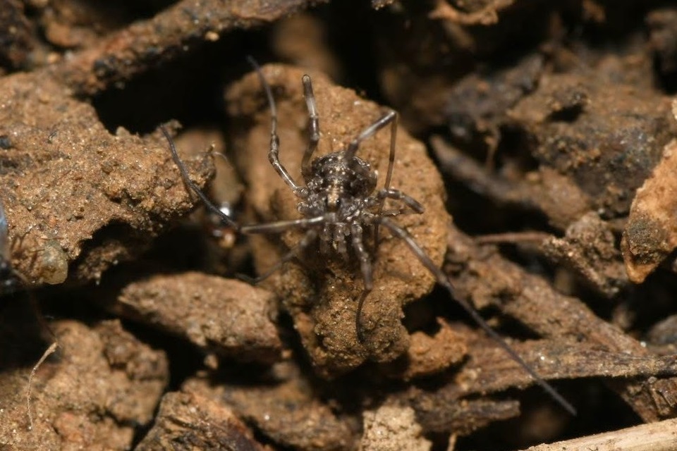 Phalangiidae