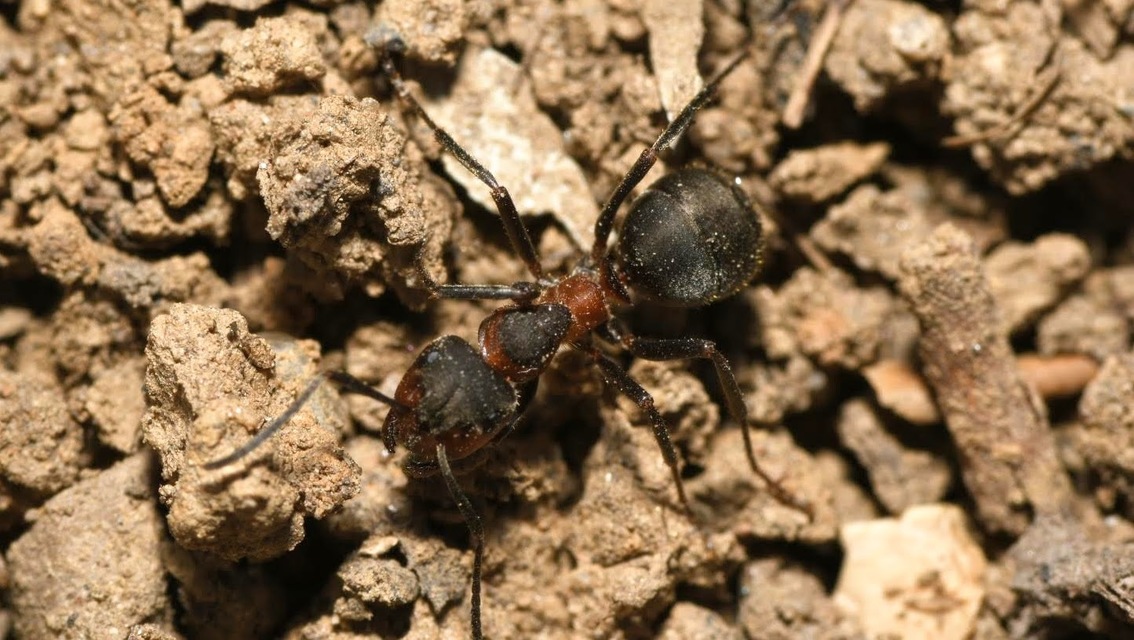 Formica pratensis - réti vöröshangya