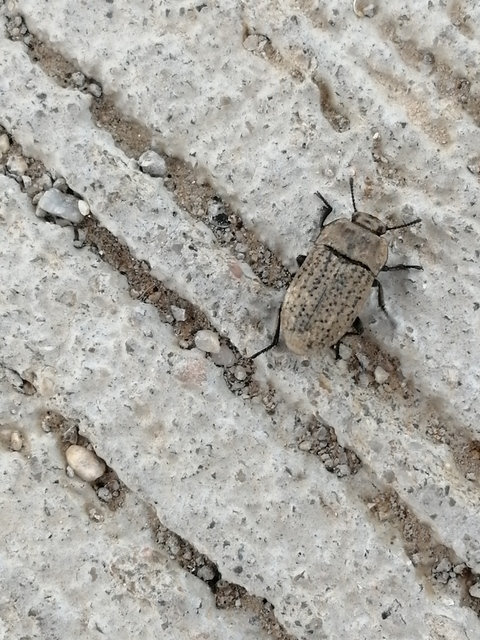 Opatrum sabulosum - sároshátú gyászbogár